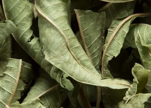 TISANE – VERVEINE